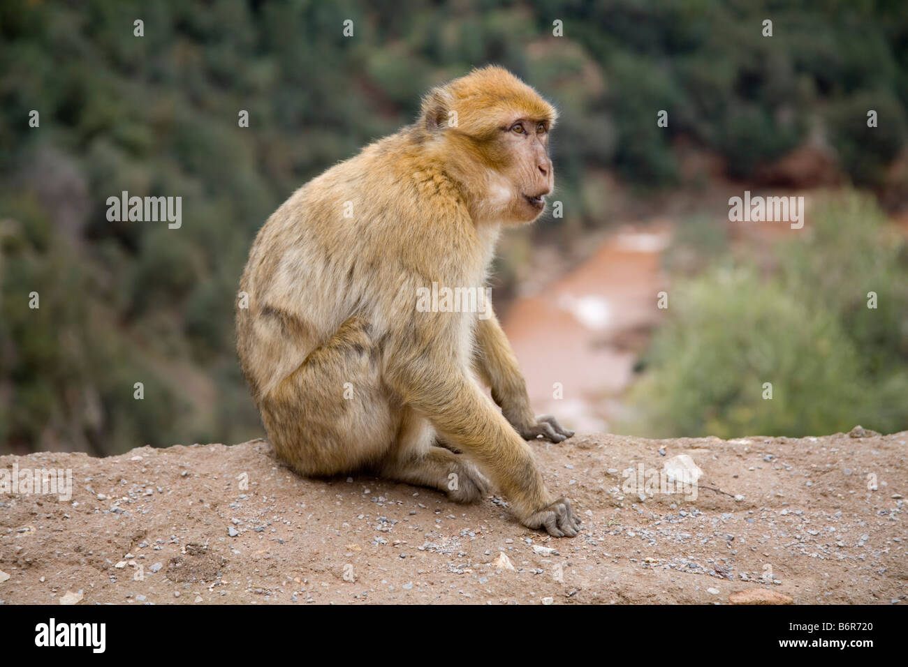 Tanaghmeilt Morocco North Africa December A Barbary Macaque on a ledge high above the El Abid River gorge in Geopark M goun Stock Photo