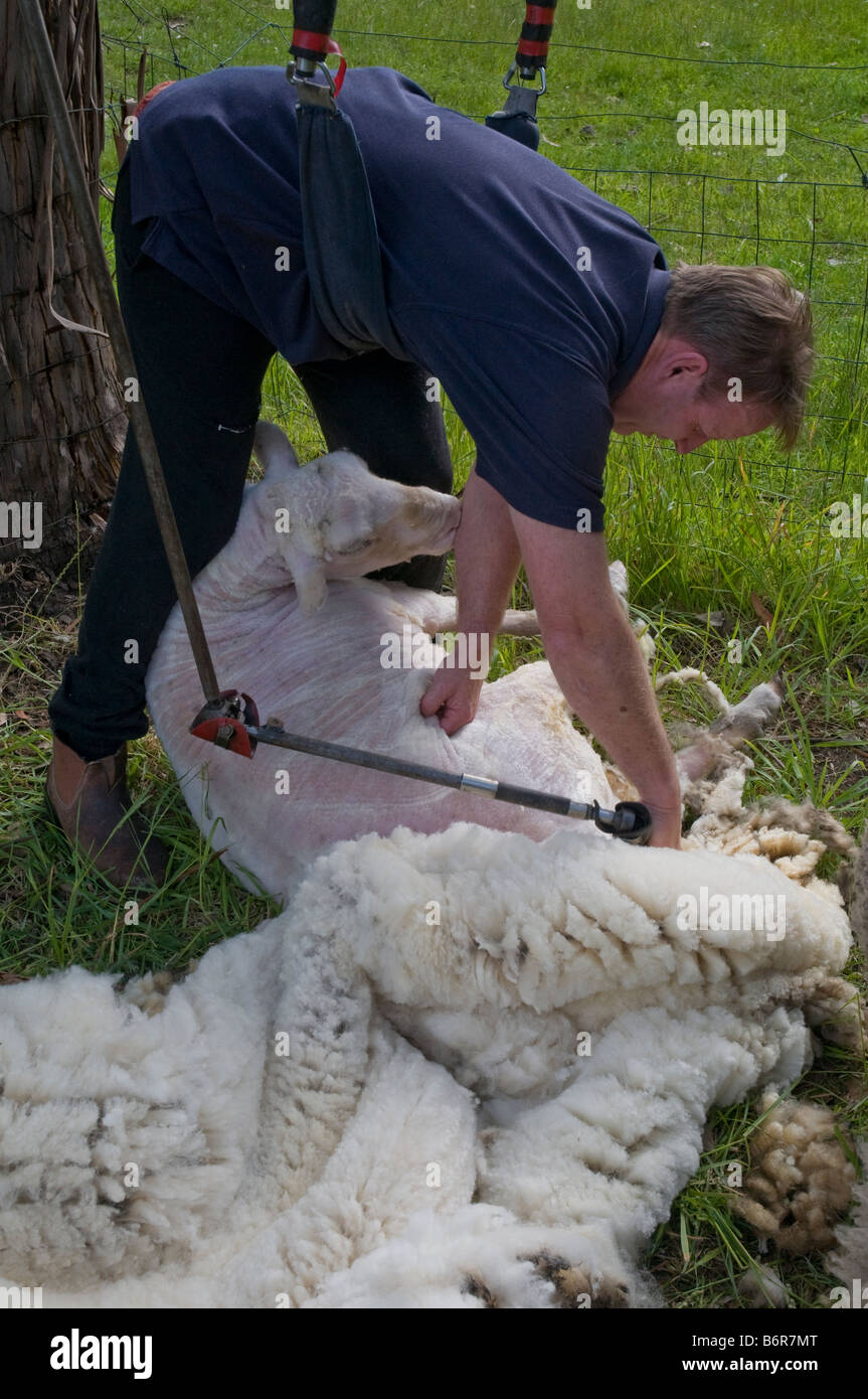 Australian shearer shearing sheep Stock Photo