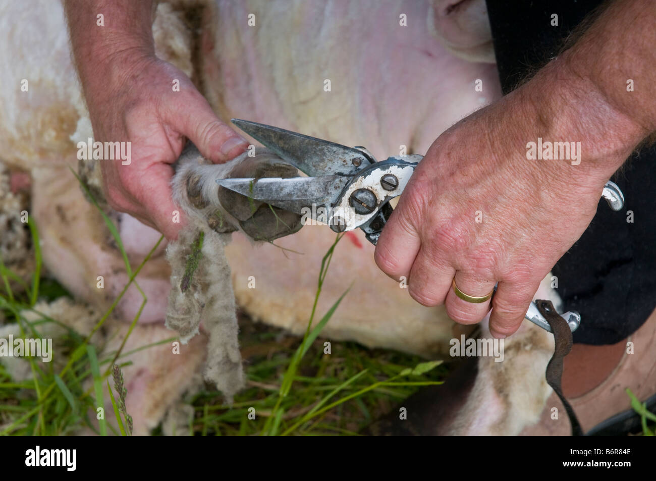 Shearer trimming the hooves of sheep Stock Photo
