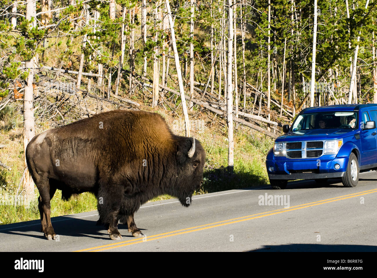 stopped traffic on the highway through Hayden Valley in Yellowstone National Park Stock Photo