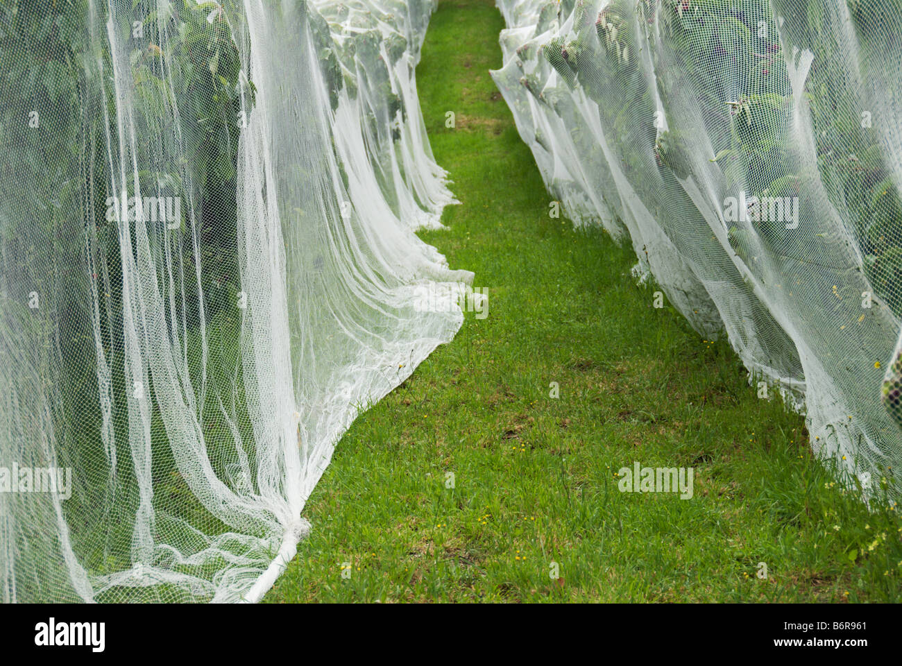 Netted cherry trees keep off the birds in the Adelaide Hills, South