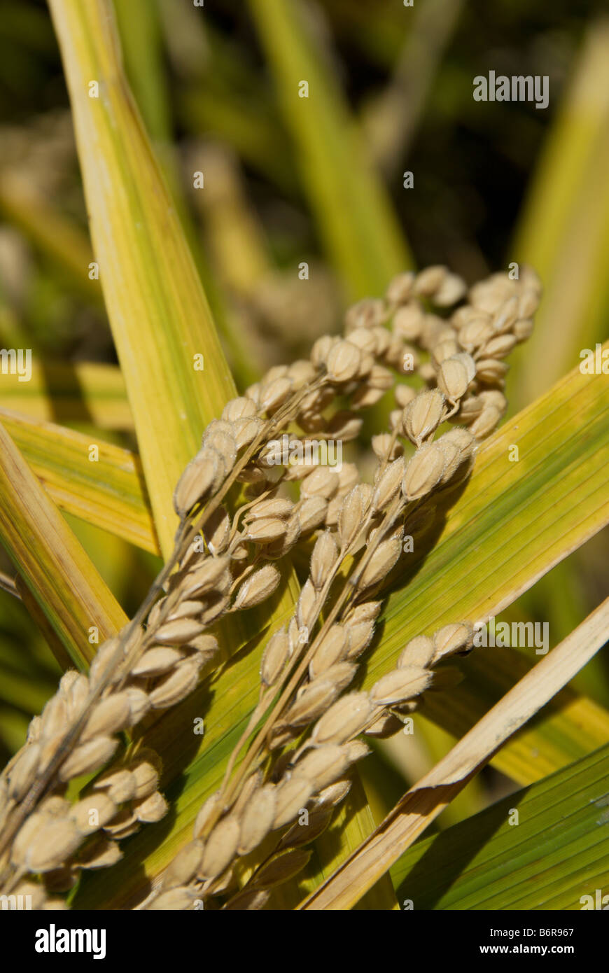Leaf Ear Rice A close up of ripe ears of koshihikari rice and rice leaves growing ...