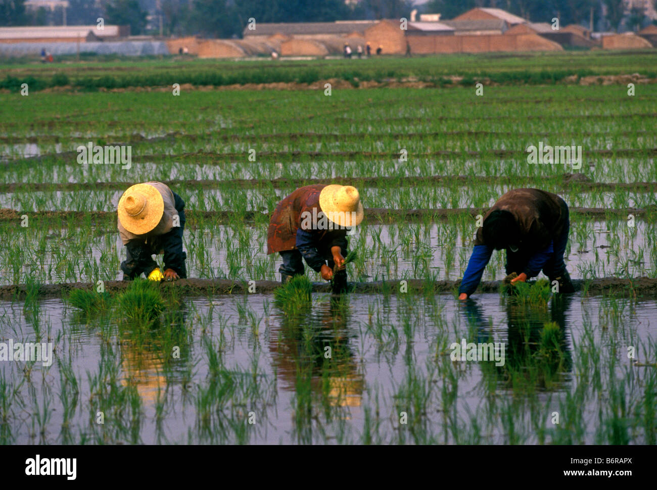 3 three Chinese men, rice farmers working in rice field, rice fields