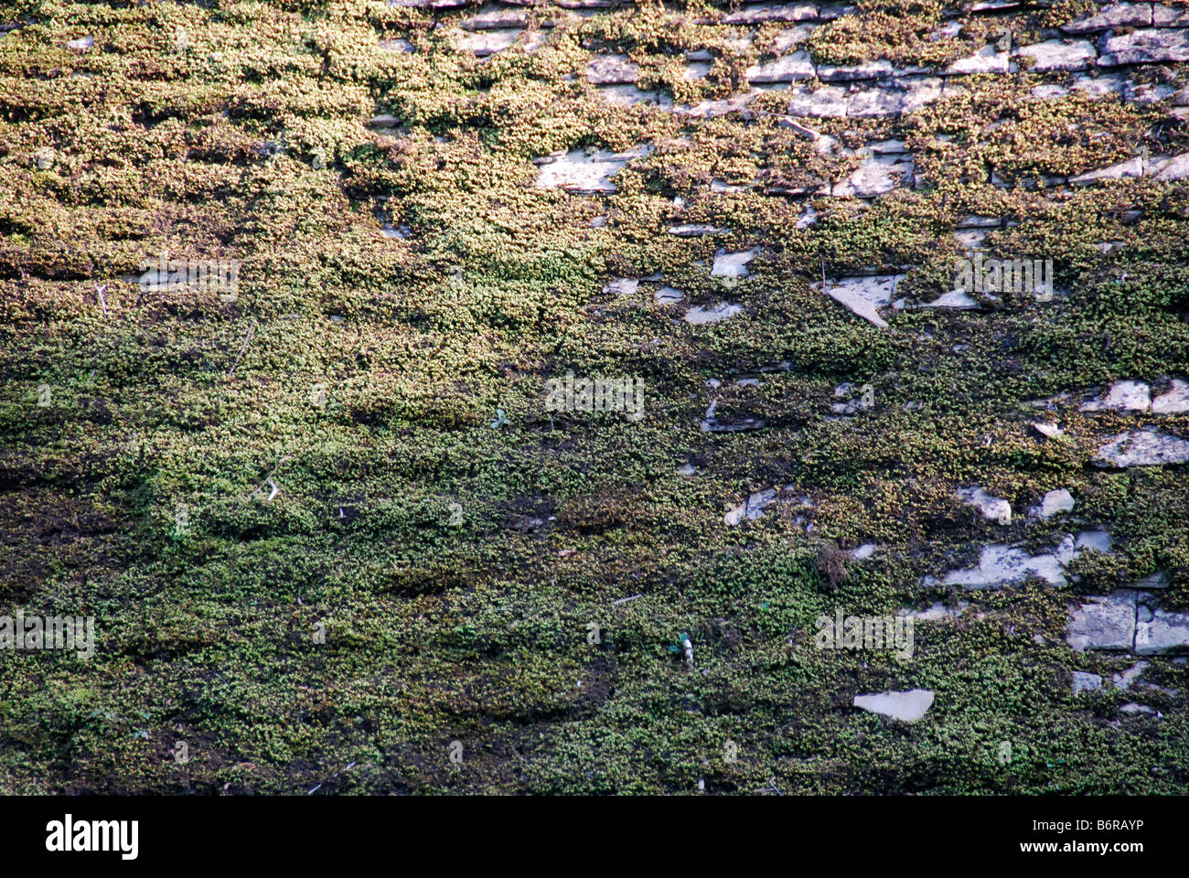 limestone roof tiles and moss Cotswolds Gloucestershire Stock Photo Alamy