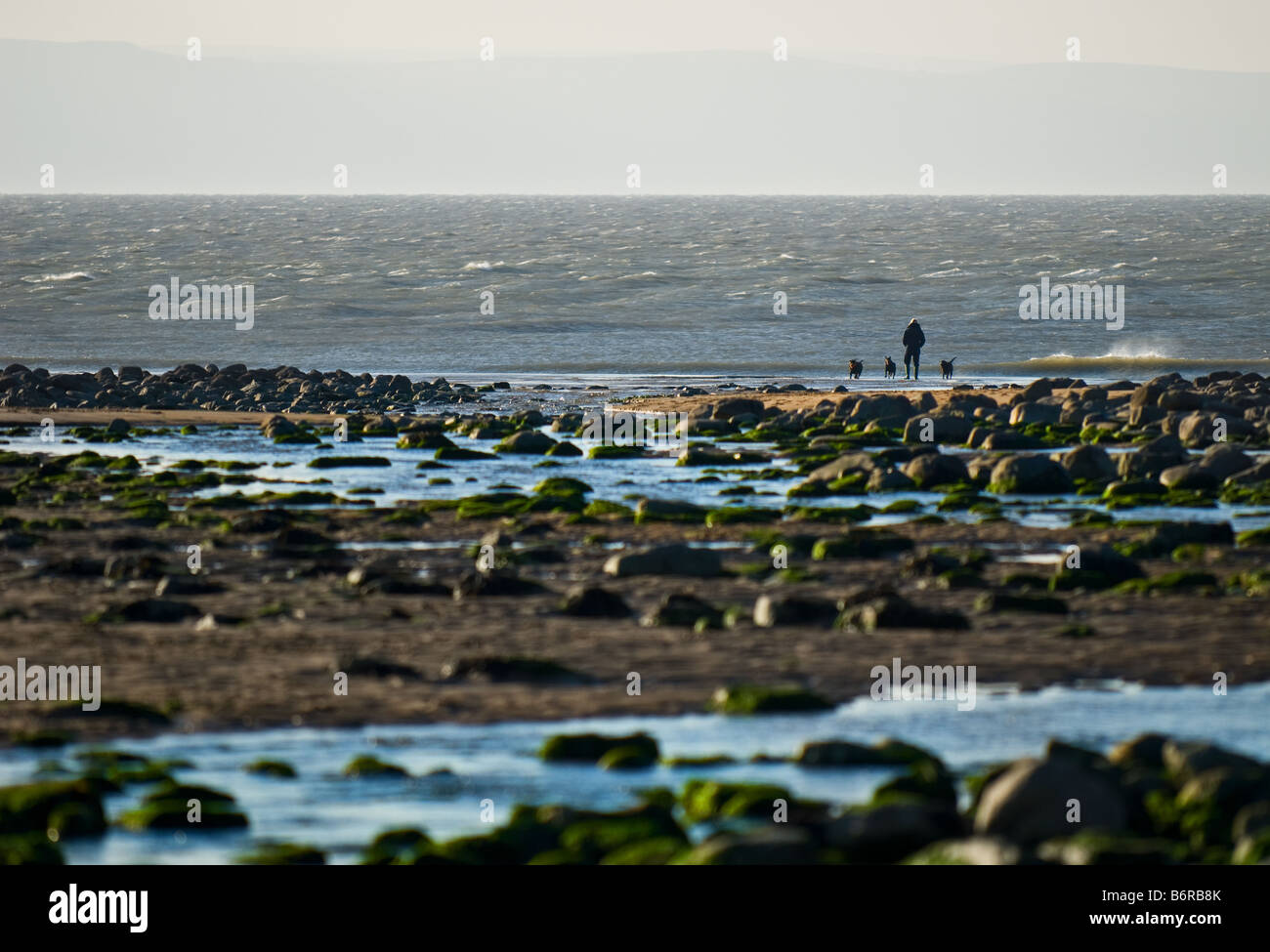 A man and three dogs on the beach at Llantwit Major in South Wales