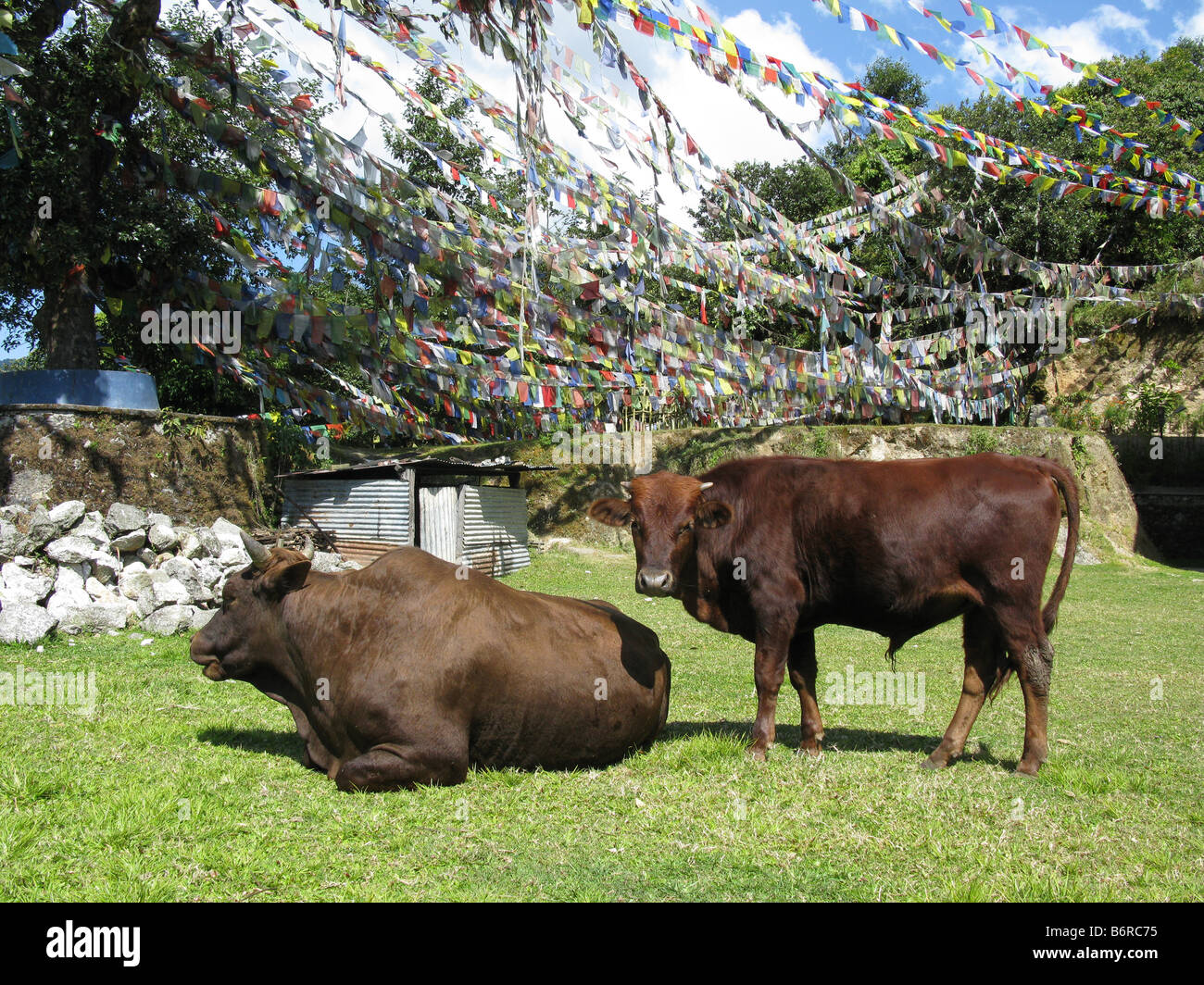 Cows and prayer flags at the convent at Nagi Gompa, Shivapuri ...
