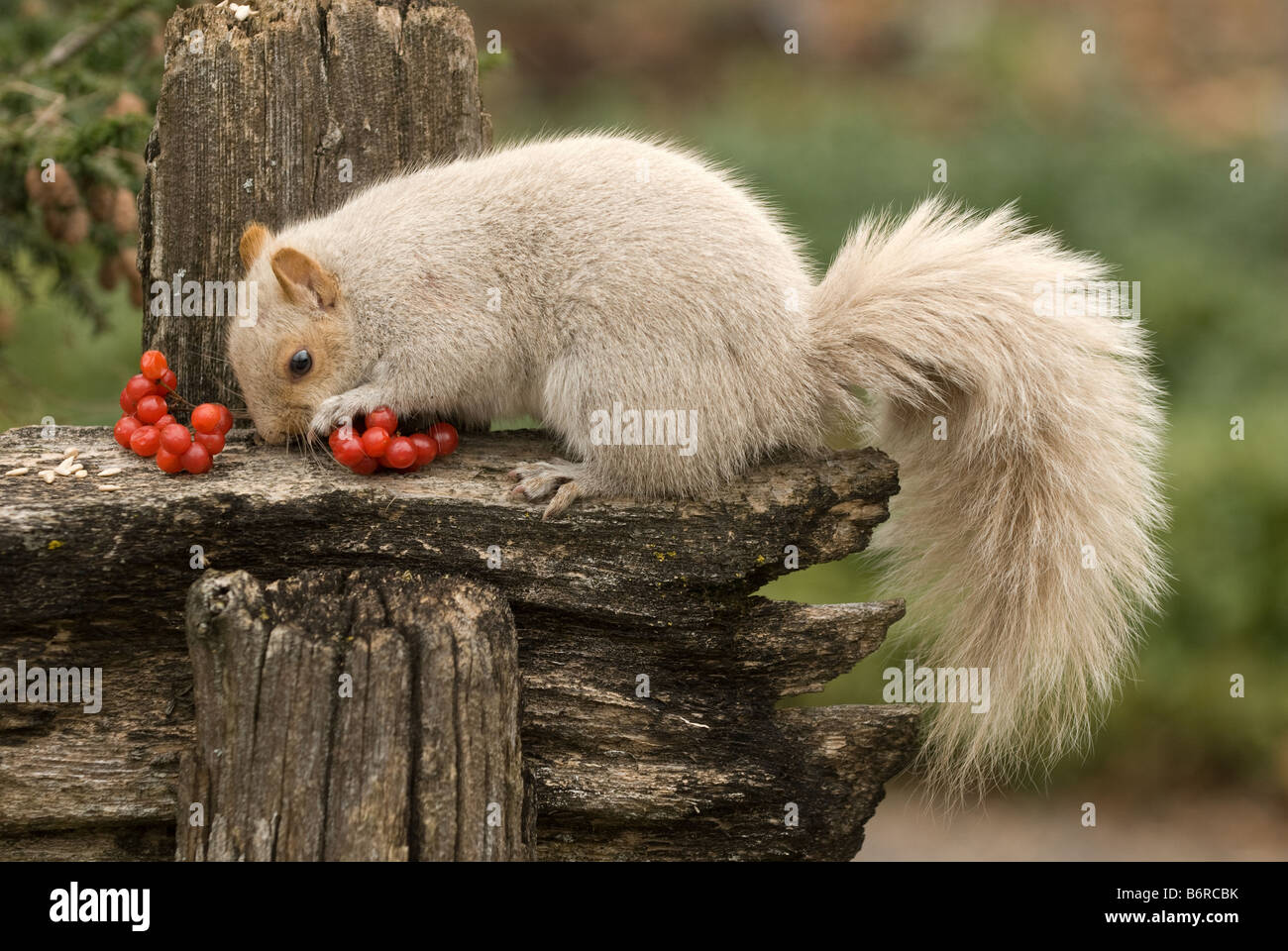 Grey Squirrel, Gray Squirrel (Sciurus carolinensis). White phase on rotten fence eating read berries Stock Photo