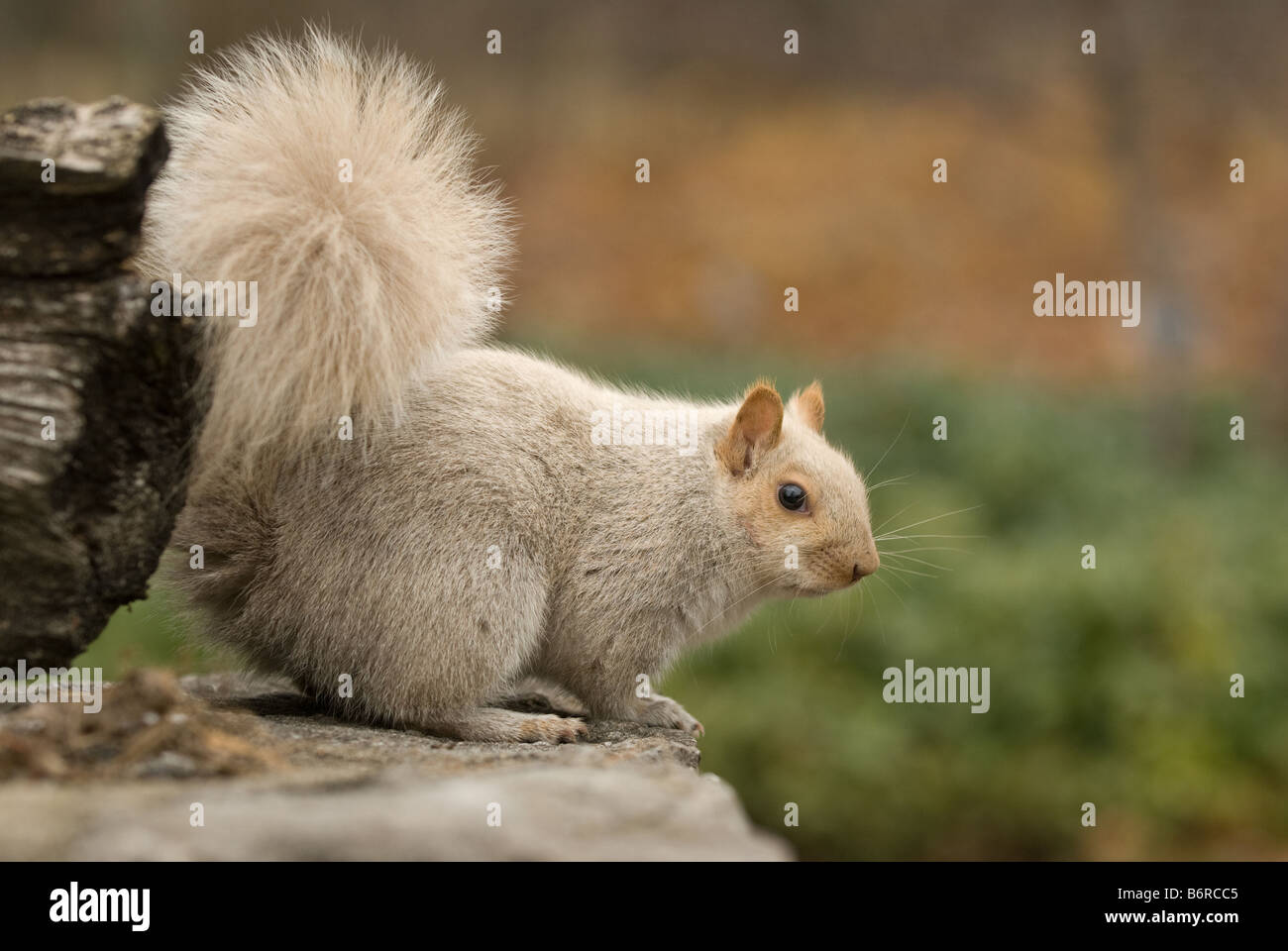 Grey Squirrel, Gray Squirrel (Sciurus carolinensis), white phase Stock Photo
