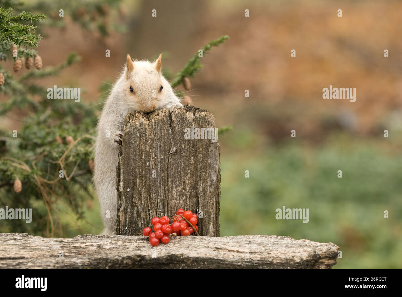 Grey Squirrel, Gray Squirrel (Sciurus carolinensis). White phase on rotten fence eying red berries Stock Photo