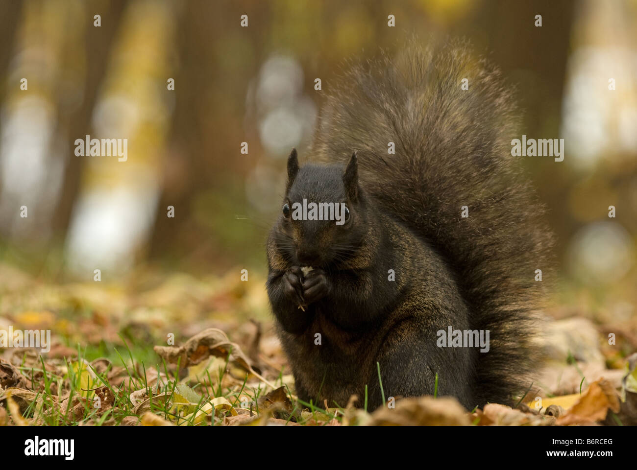Grey Squirrel, Gray Squirrel (Sciurus carolinensis). Black phase among autumn leaves eating Stock Photo