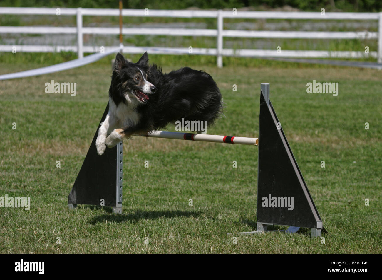 Dog jumping fence in agility competition Stock Photo Alamy