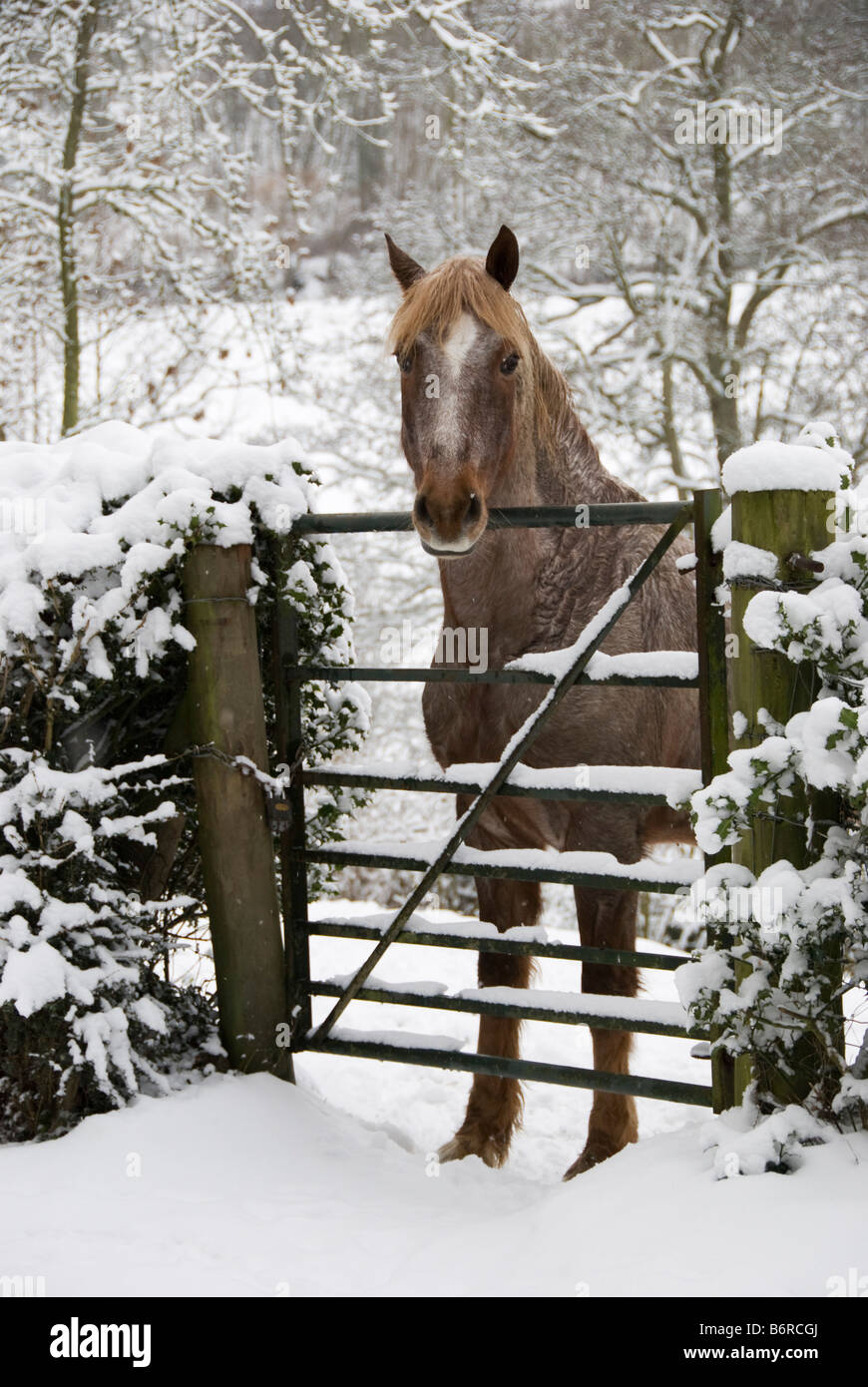Horse looking over a gate on a snowy winter's day in the countryside Stock Photo