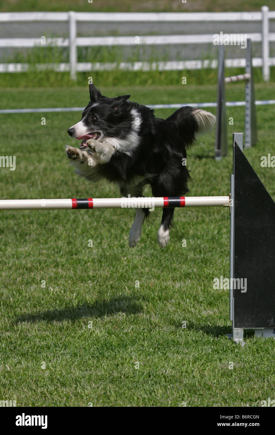 Dog jumping fence in agility competition Stock Photo Alamy