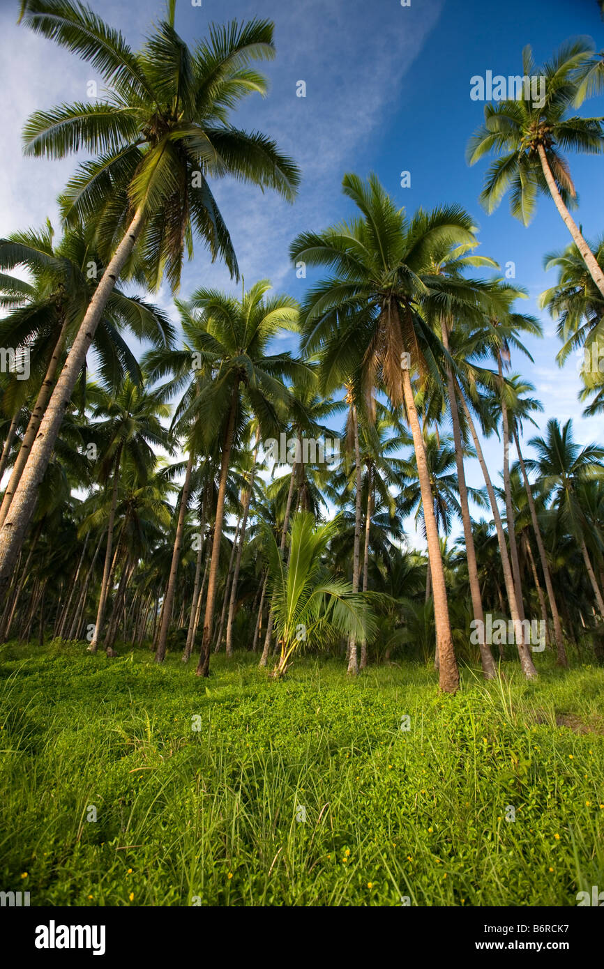 Palm Trees In The Philippines High Resolution Stock Photography and