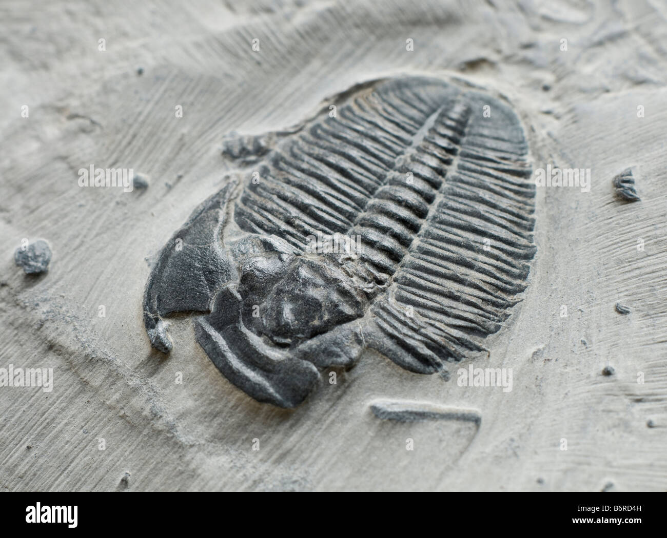 Trilobite Fossil on Matrix. Elrathie kingii (Cambrian). Wheeler Shale Delta, Utah. USA. Body 3cm long Stock Photo