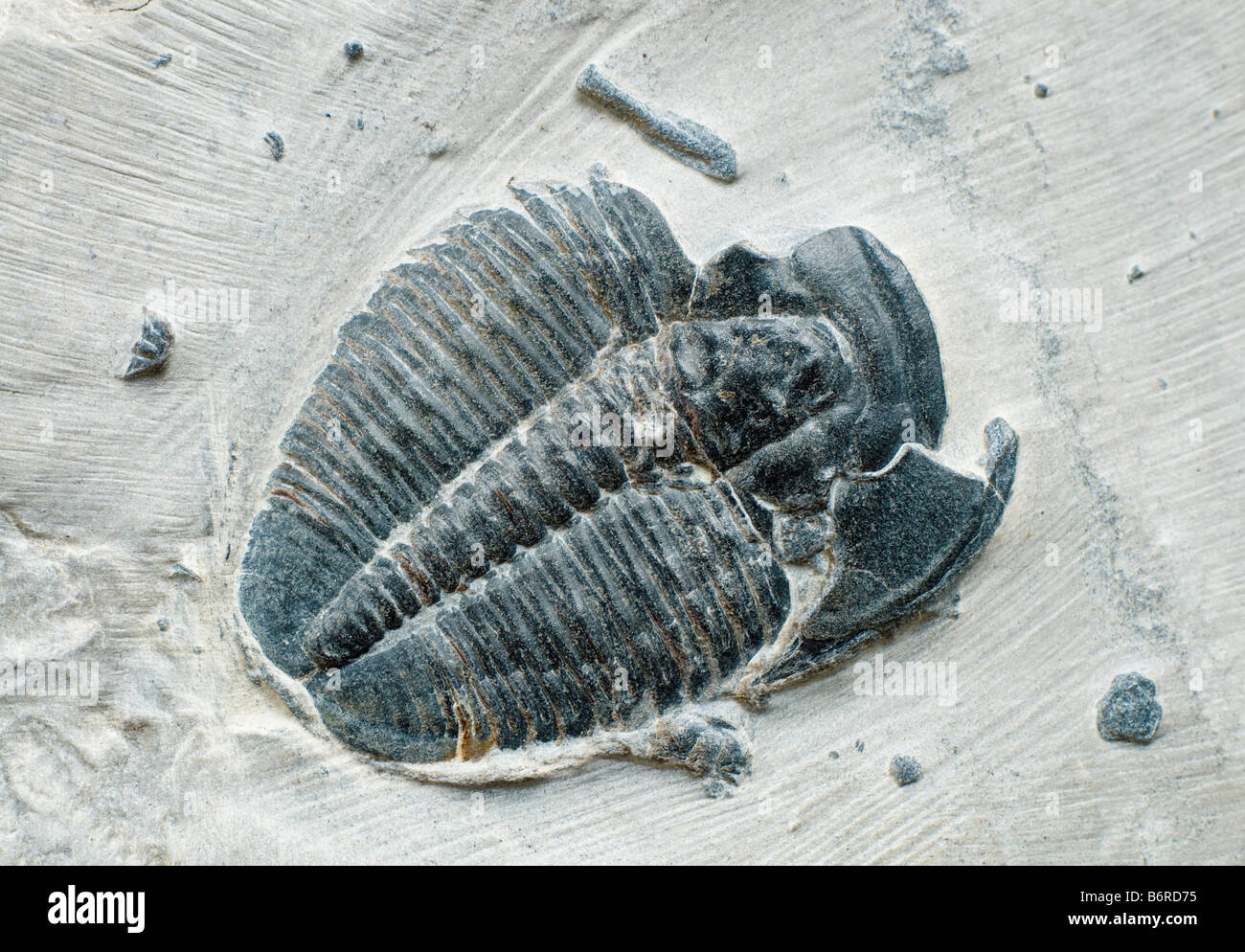 Trilobite Fossil on Matrix. Elrathie kingii (Cambrian). Wheeler Shale Delta, Utah. USA. Body 3cm long Stock Photo