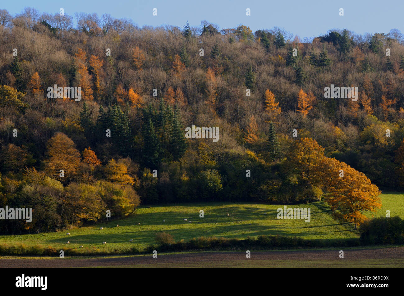 Autumn on Wenlock Edge, Shropshire, England, UK Stock Photo