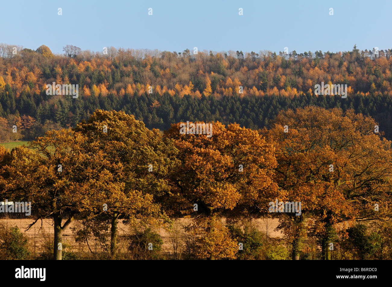 Autumn on Wenlock Edge, Shropshire, England, UK Stock Photo