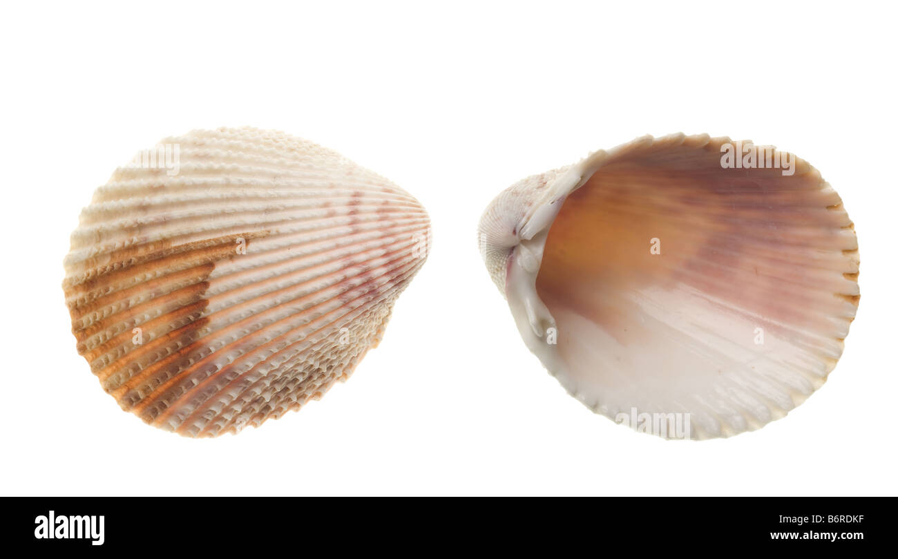 Seashells isolated on white background Stock Photo