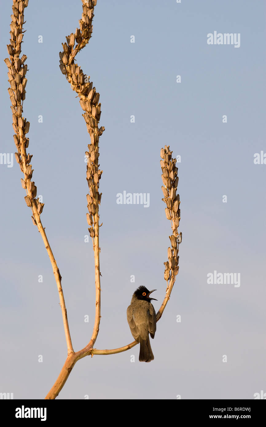 African Red-eyed Bubul Singing on Dessicated Reed, Vingerklip, Namibia Stock Photo