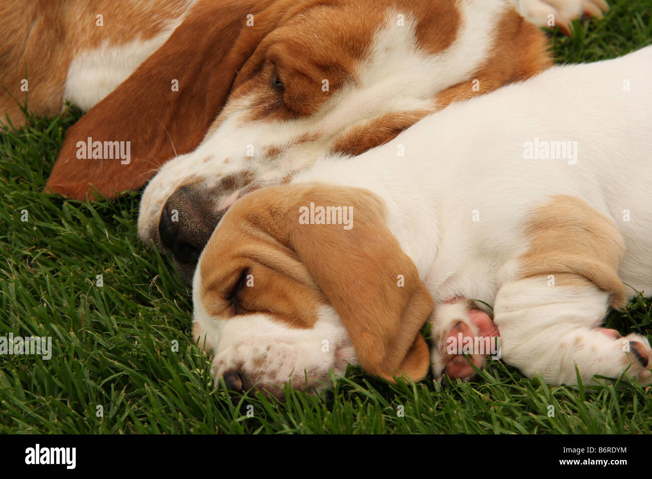 sleeping basset hound and puppy Stock Photo