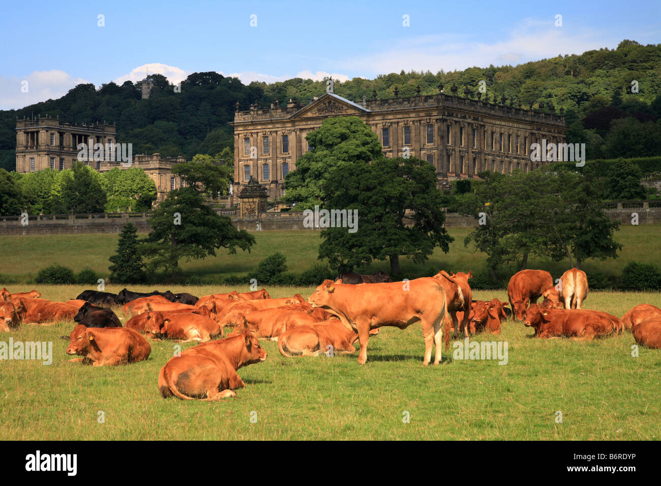 'Chatsworth House' Cows Grazing on fields opposite the famous house, Peak District, England UK Stock Photo