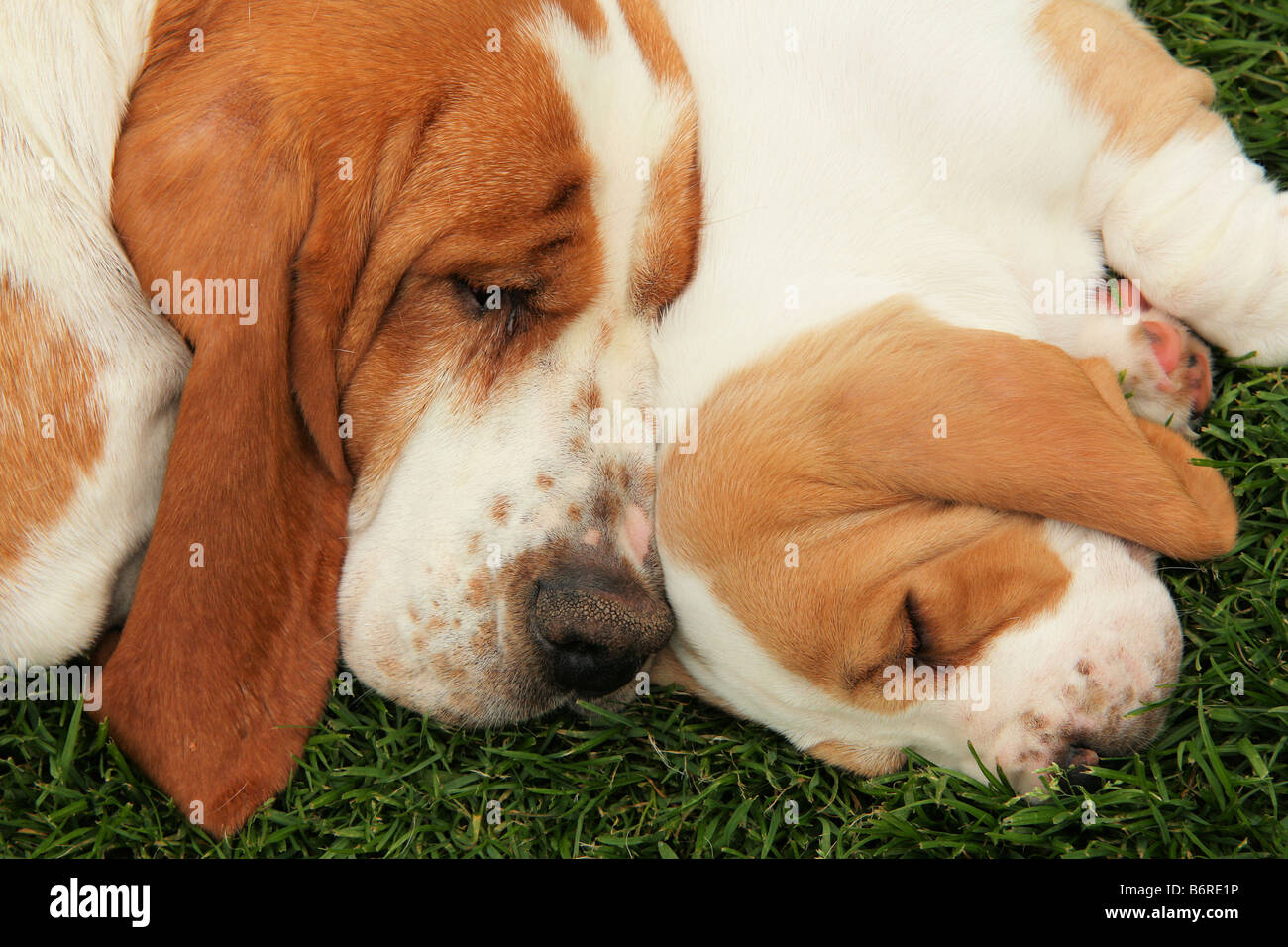 sleeping basset hound and puppy Stock Photo