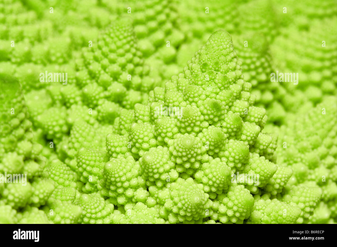 cabbage romanesco background Stock Photo