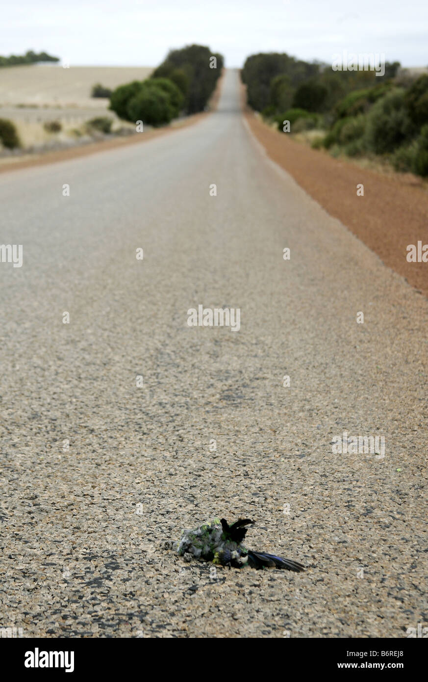 Decaying bird carcass on a highway in Western Australia Stock Photo - Alamy