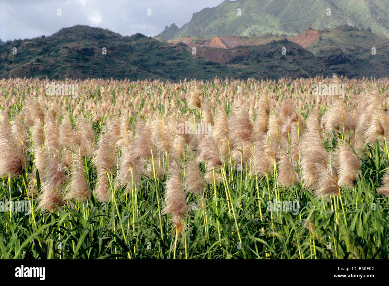 Sugar cane field, island of Kauai, Hawaii Stock Photo Alamy