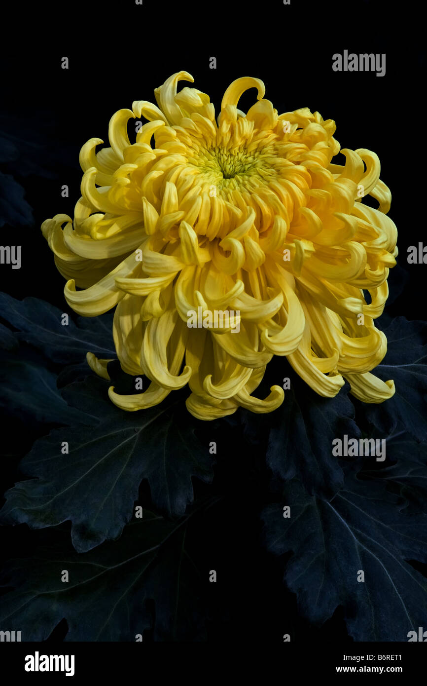 Yellow Irregular Incurve Chrysanthemum Stock Photo - Alamy