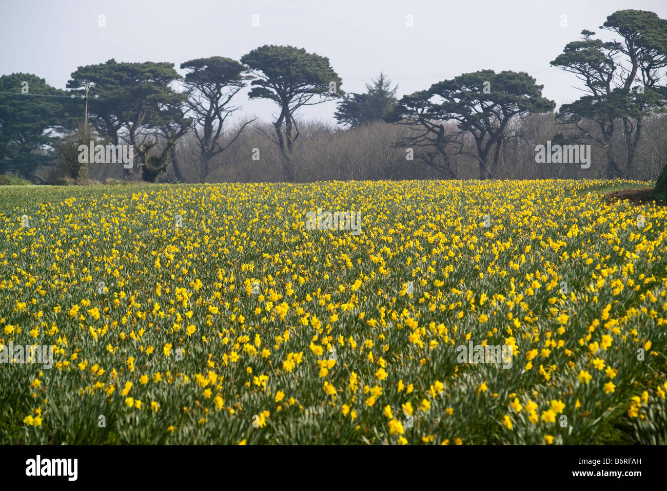Daffodils in a field Stock Photo Alamy