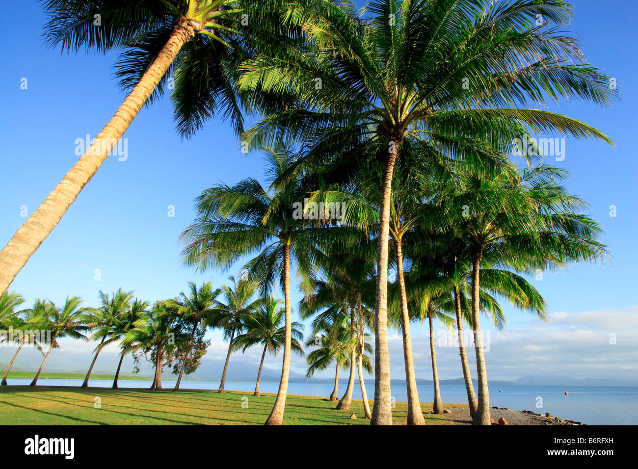 Palm Trees line the ocean front at Port Douglas in far north Queensland ...