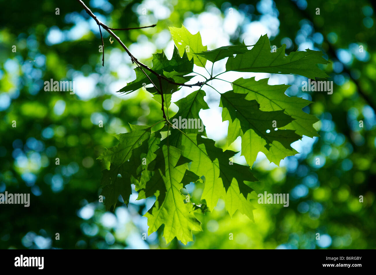 green leaves of maple on blue sky background Stock Photo