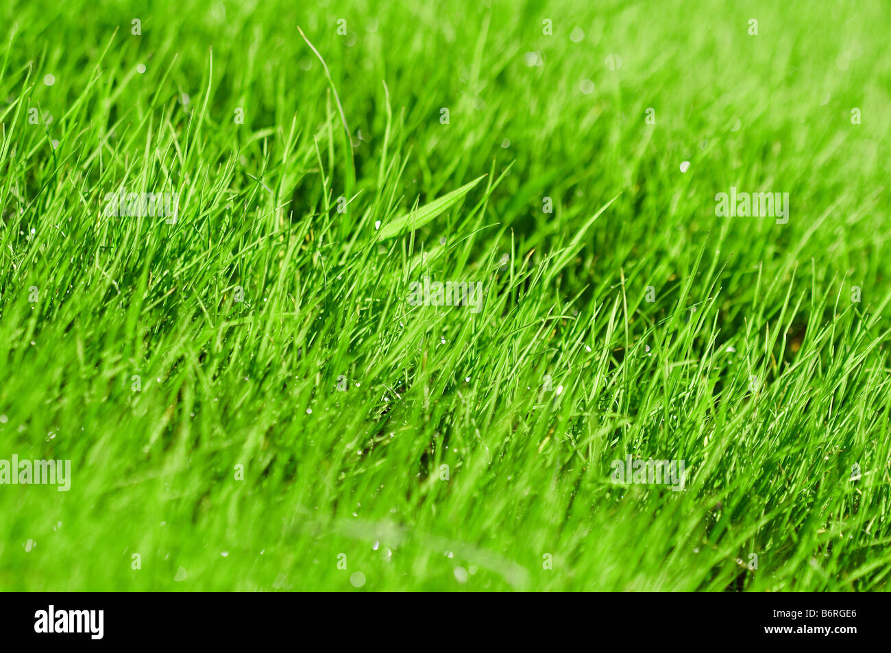 Green grass background Stock Photo - Alamy