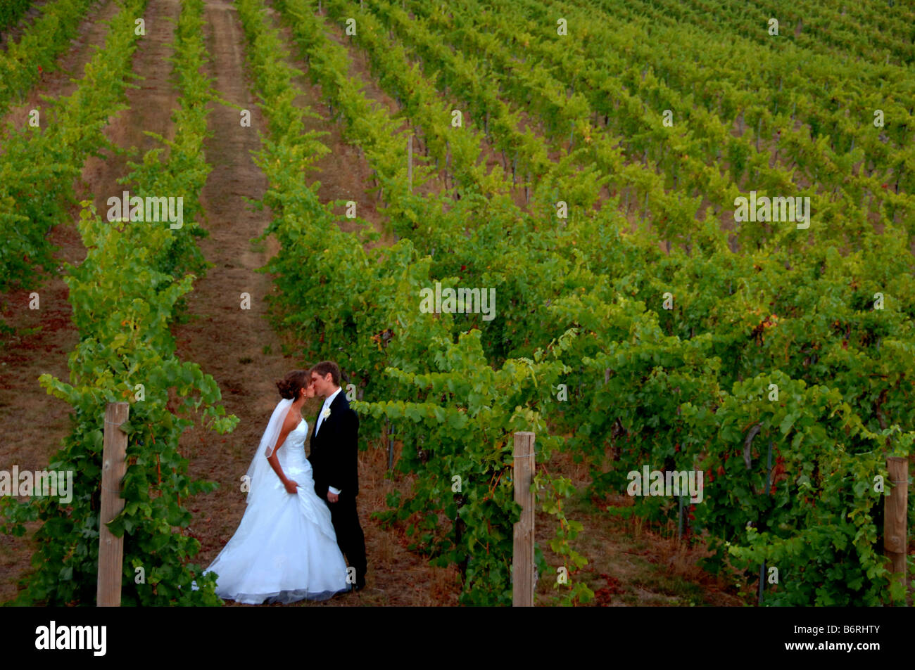 Bride and groom kissing in a vineyard Stock Photo - Alamy