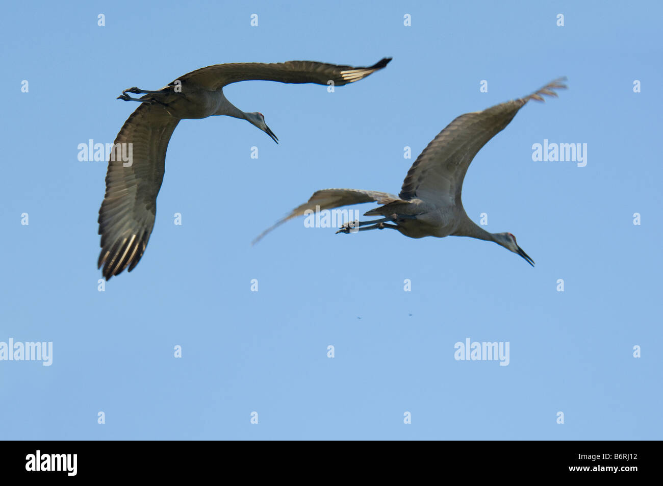 Pair of Sandhill Cranes in flight against blue sky Stock Photo