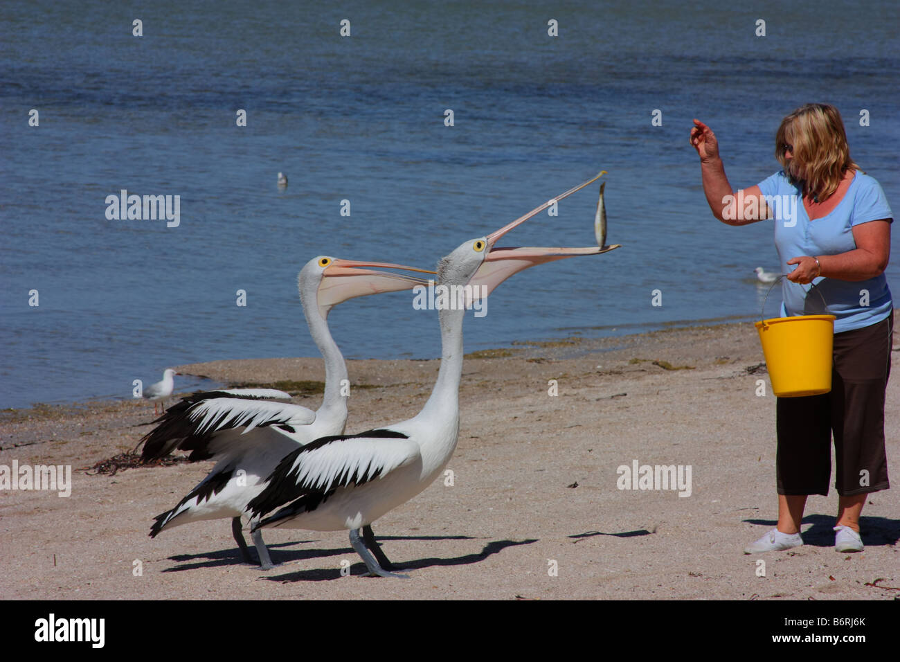 hand feeding pelicans at streaky bay Stock Photo