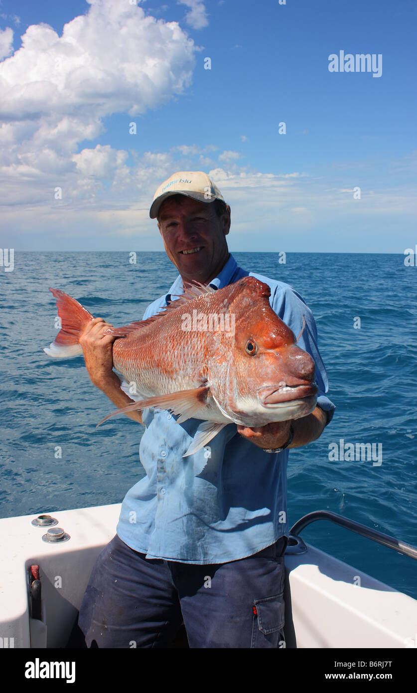 Snapper fish australia hires stock photography and images Alamy
