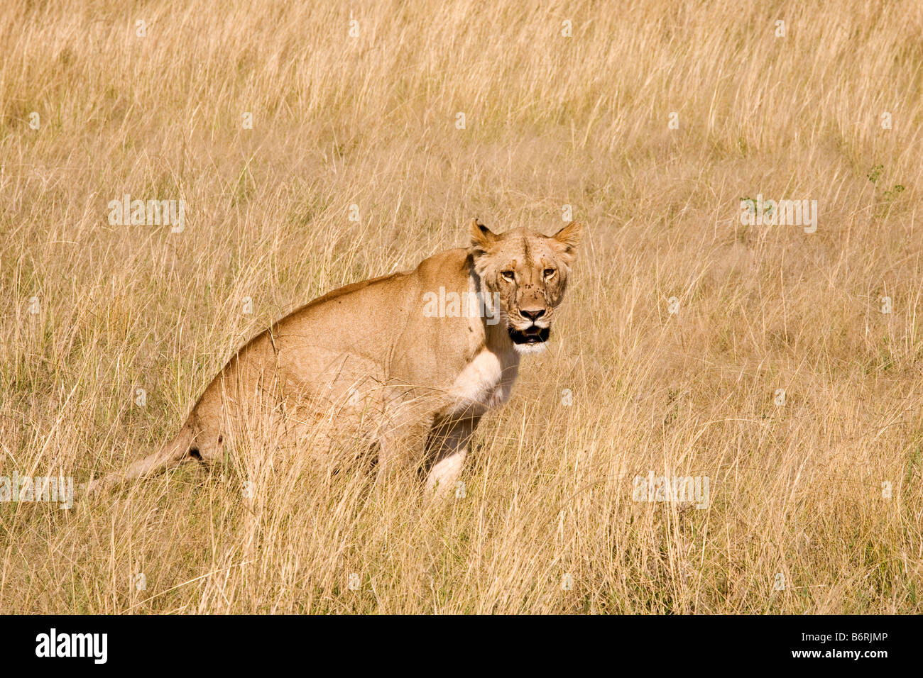 Masai Mara Game Park Kenya Africa lion Stock Photo - Alamy