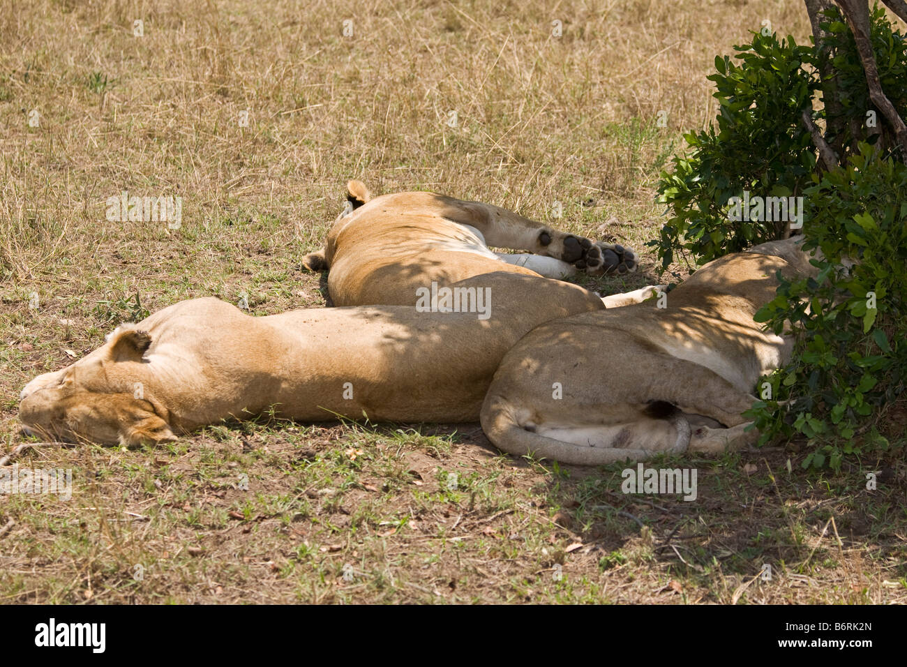 Masai Mara Game Park Kenya Africa lions Stock Photo - Alamy