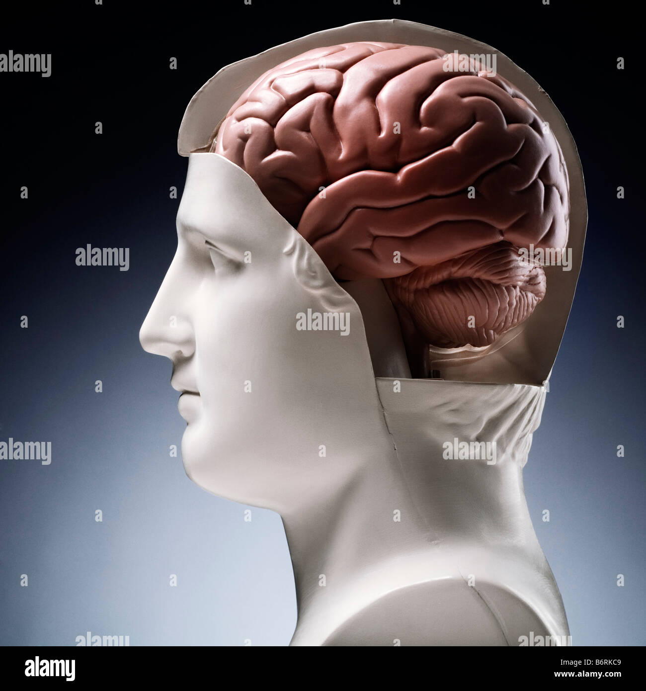 a model human head with the brain exposed Stock Photo