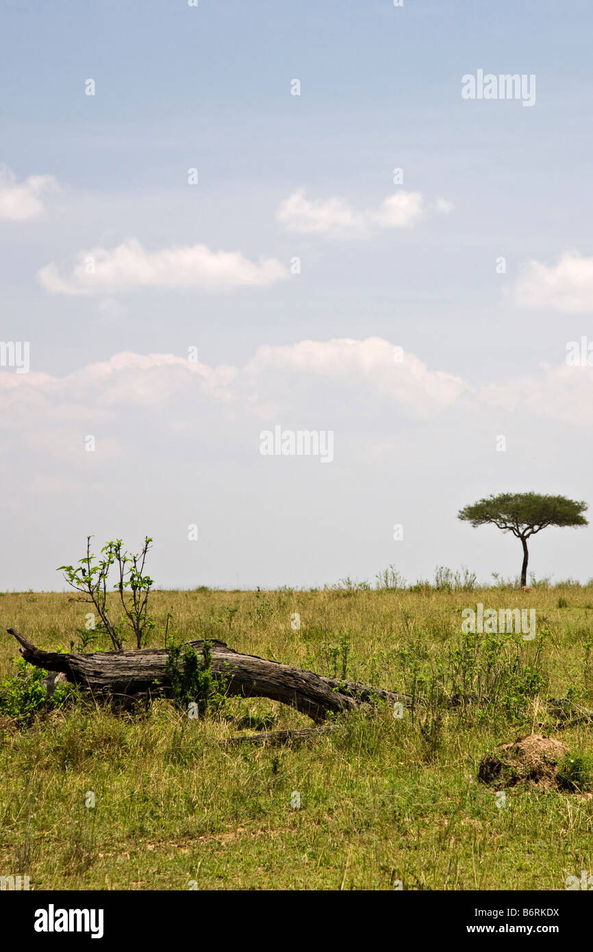 Dead tree masai mara hi-res stock photography and images - Alamy
