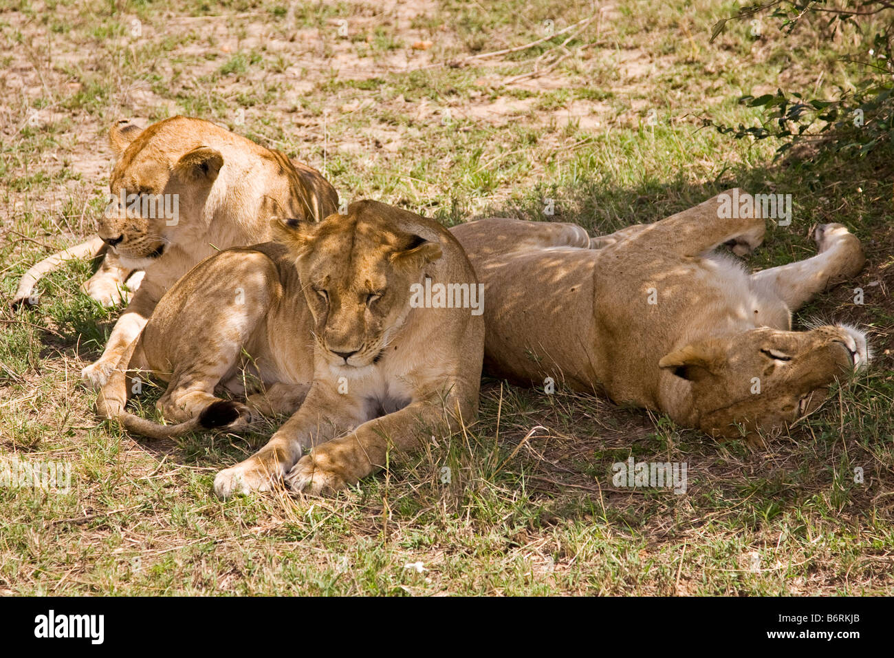 Masai Mara Game Park Kenya Africa lion Stock Photo - Alamy