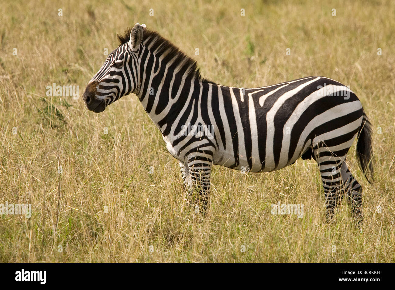 Masai Mara Game Park Kenya Africa zebra Stock Photo - Alamy