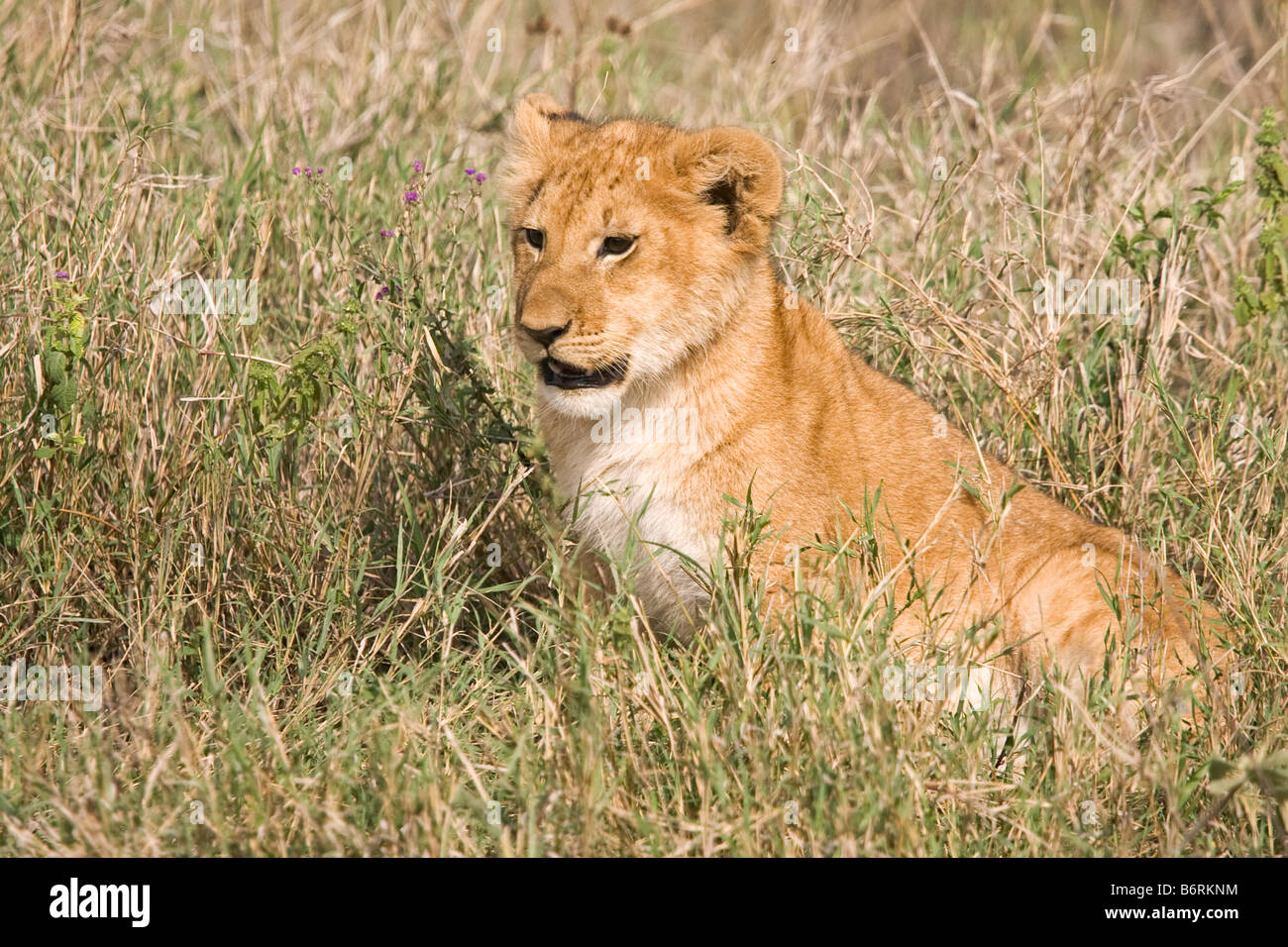 Masai Mara Game Park Kenya Africa lion Stock Photo - Alamy