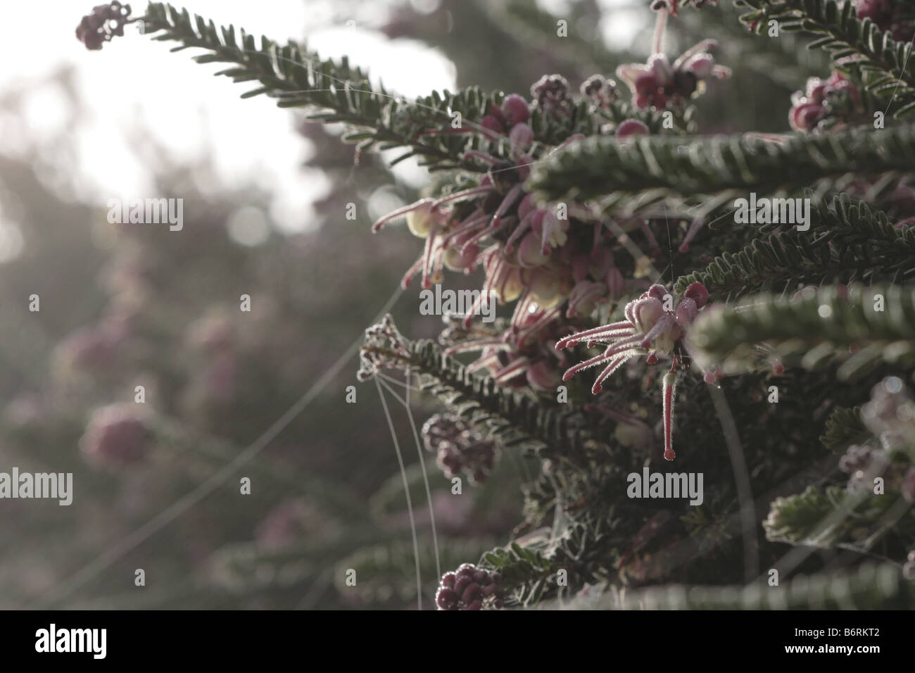 Dew and gossamer threads on a pink flower clusters of Mt Tamboritha Grevillea (grevillea lanigera). Stock Photo