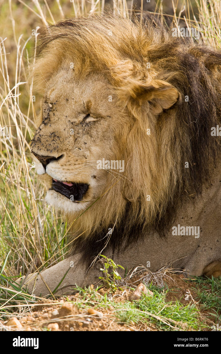 Masai Mara Game Park Kenya Africa lion Stock Photo - Alamy