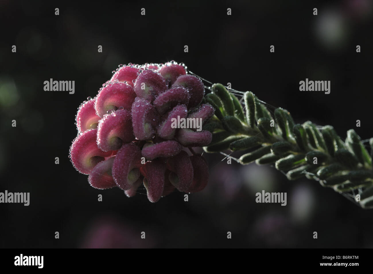 Dew drops on a pink flower cluster of Mt Tamboritha Grevillea (grevillea lanigera). Stock Photo