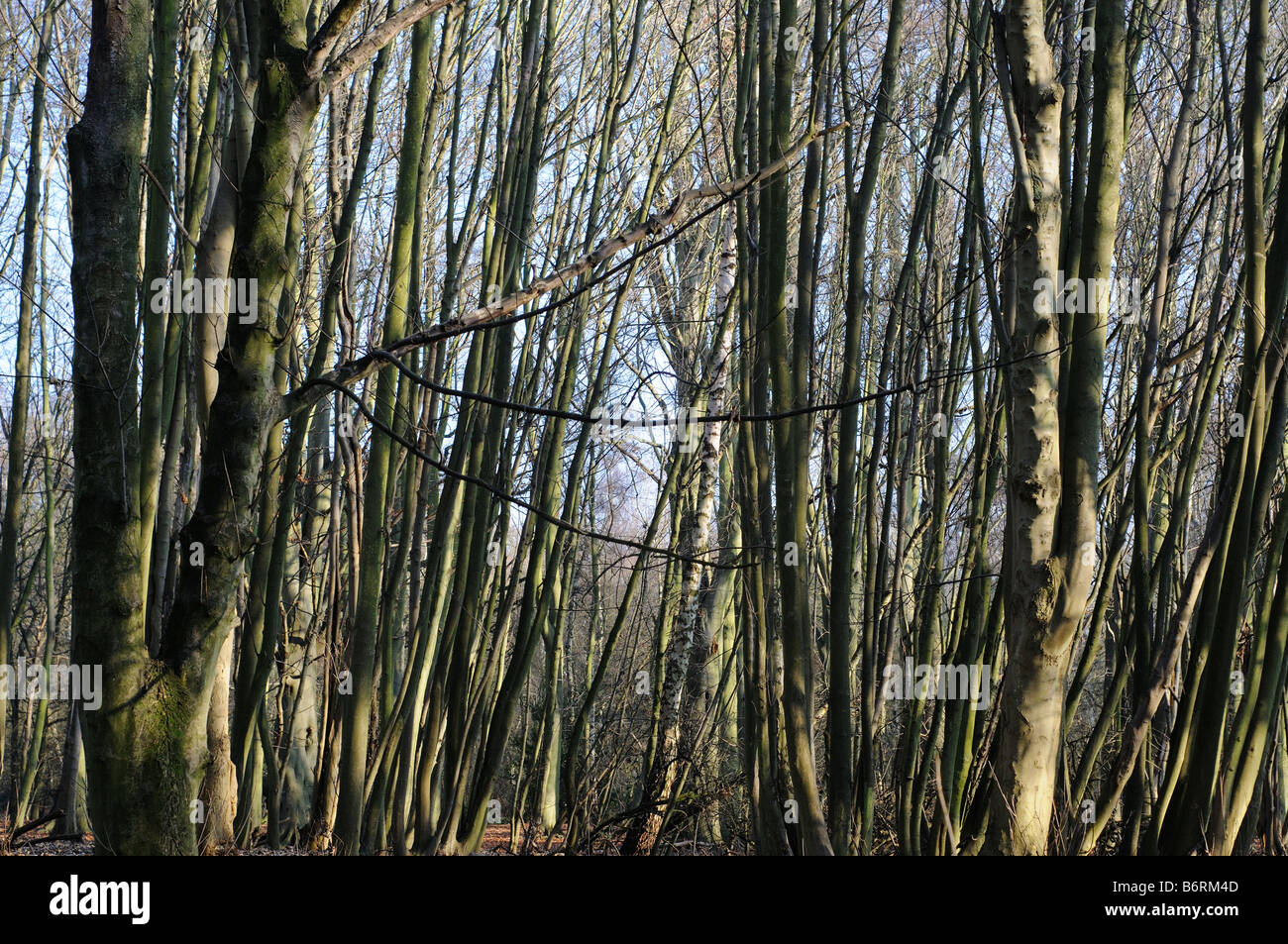 Beech trees in winter Elmbridge Surrey UK Stock Photo